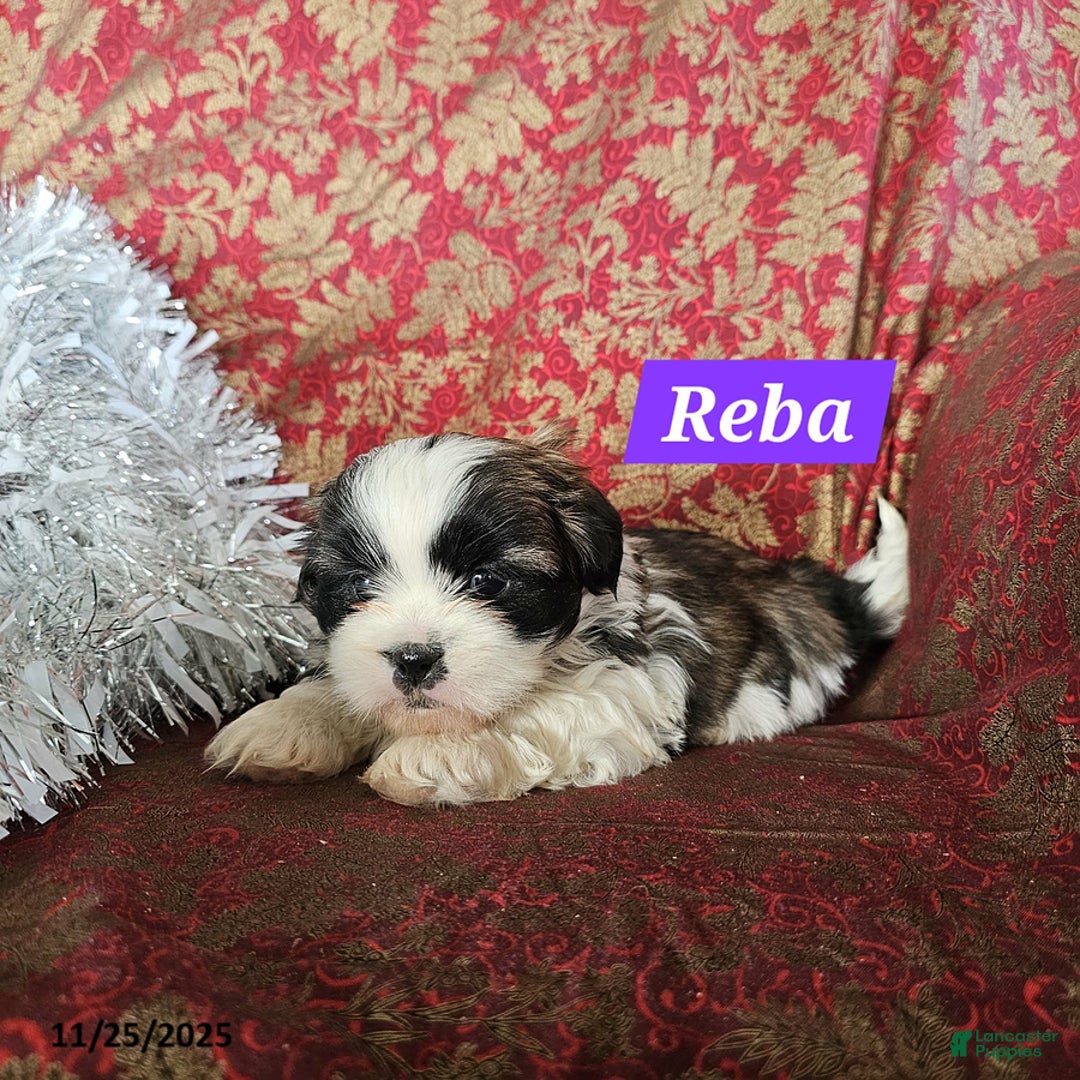 Mixed Breed dogs for sale: Reba - Ad 2