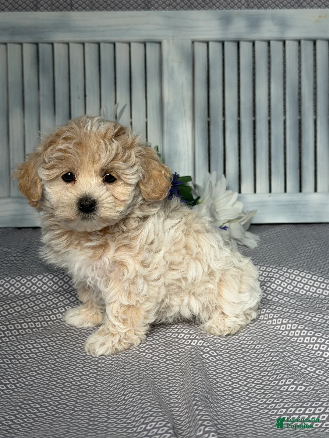Maltipoo dogs for sale: Luna - Ad 2