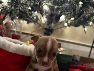 Chihuahua dogs Chihuahua Puppy 2 - Ad 37