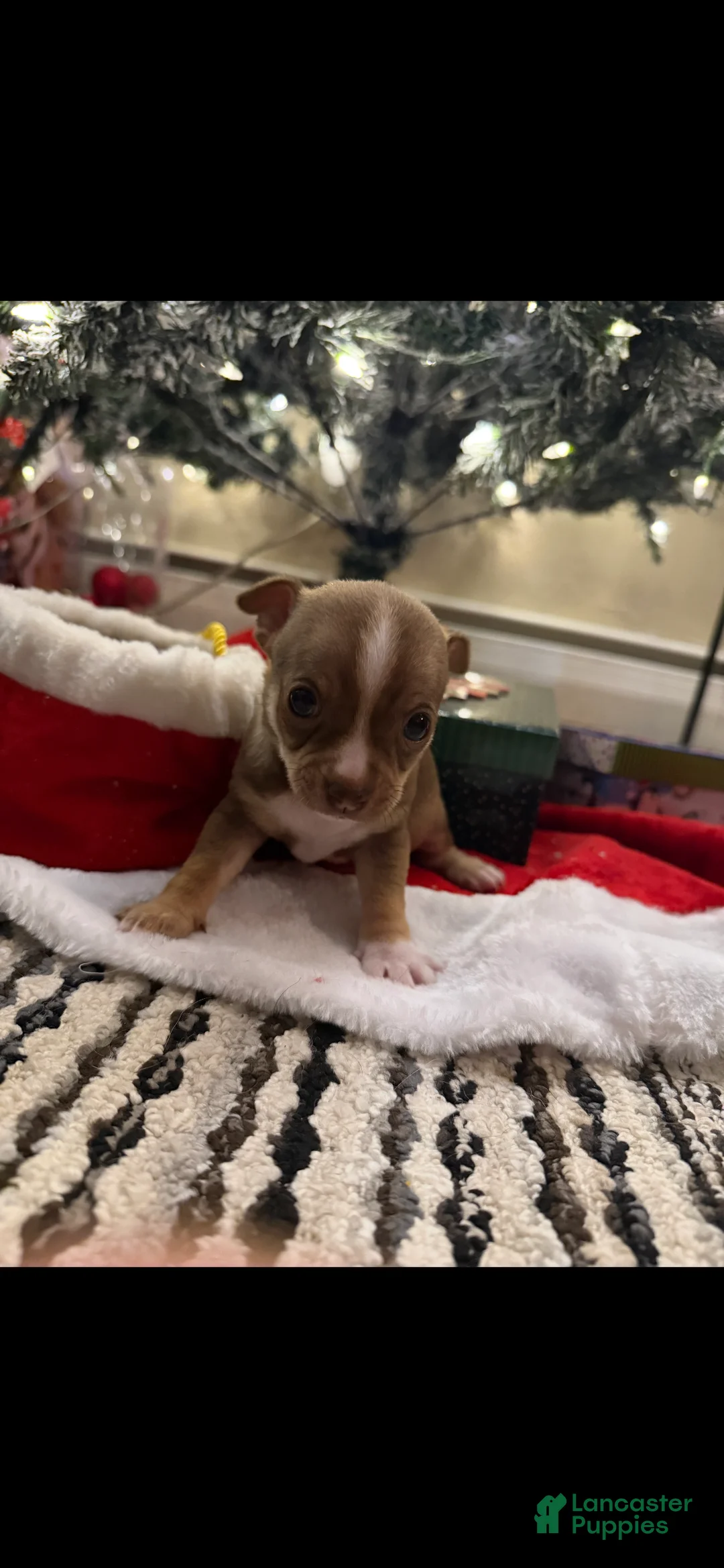 Chihuahua dogs for sale: Chihuahua Puppy 2 - Ad 2