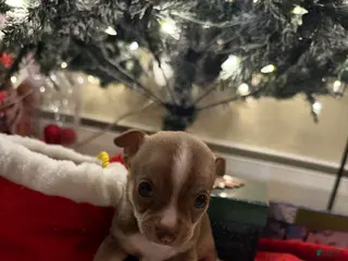 Chihuahua dogs Chihuahua Puppy 2 - Ad 26