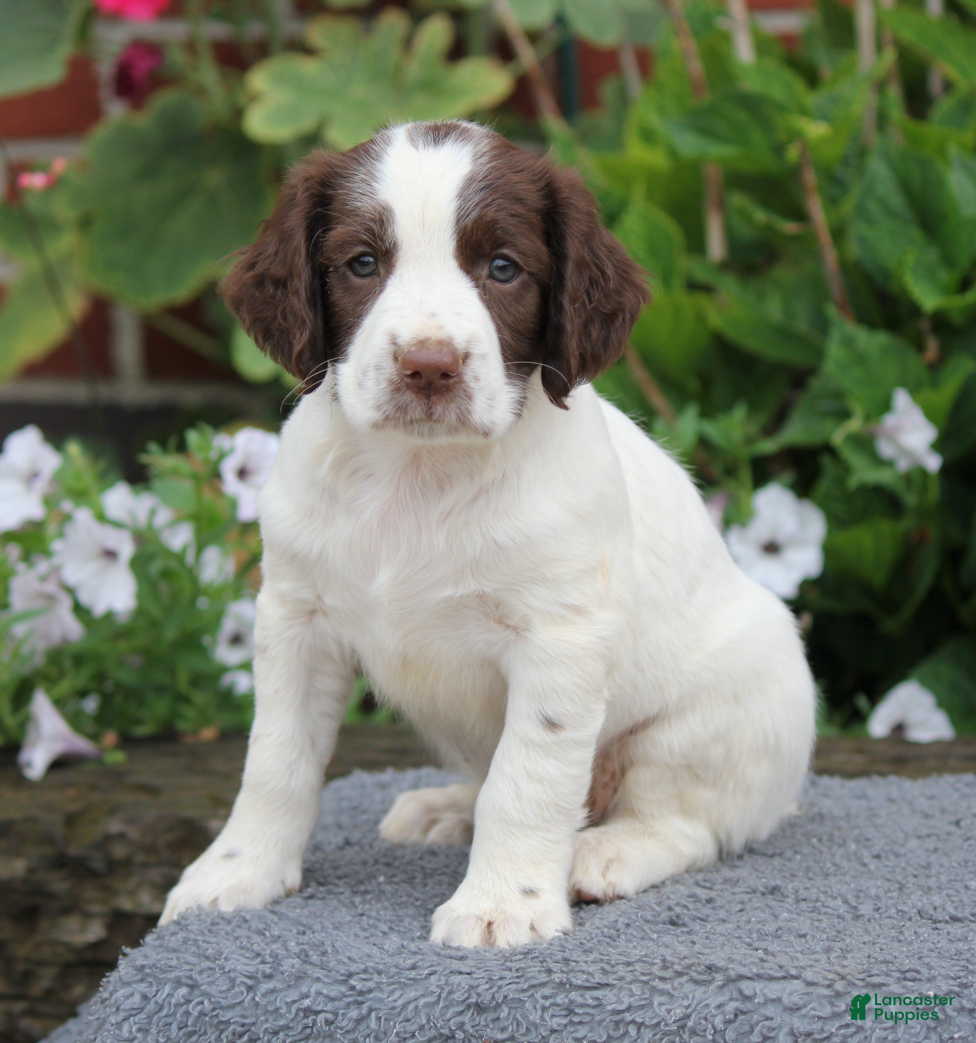 English Springer Spaniel dogs Star - Ad 1