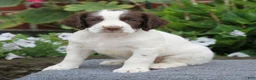 English Springer Spaniel dogs for sale: Star - Ad 1