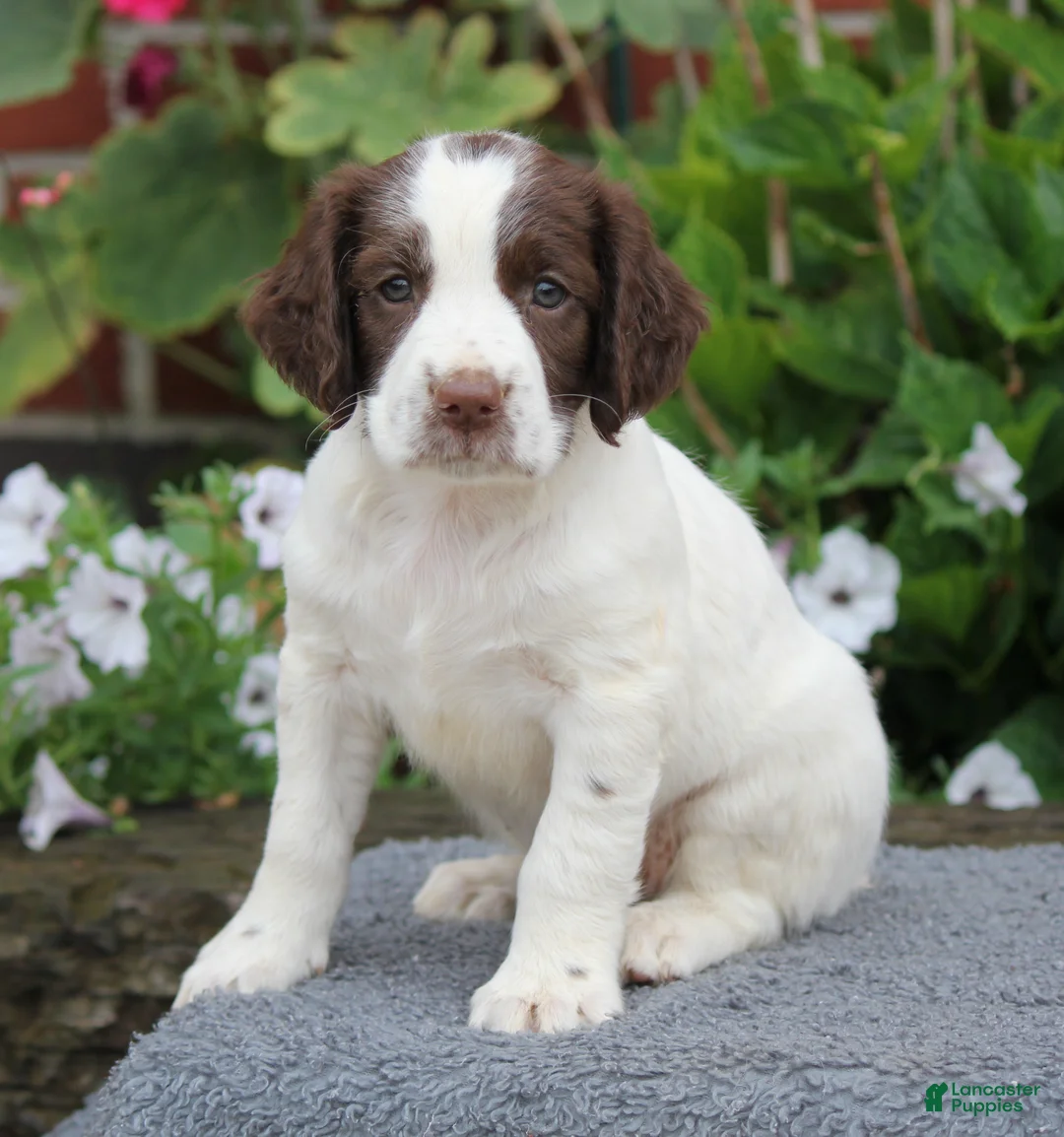 English Springer Spaniel dogs for sale: Star - Ad 1