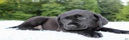 Labrador Retriever dogs for sale: Diesel  - Ad 4
