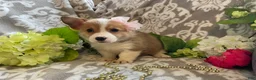 Welsh Corgi Pembroke dogs for sale: Mindy - Ad 12