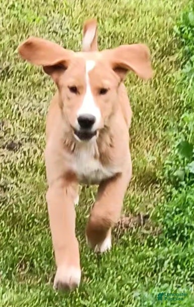 Mixed Breed dogs Daffy - Ad 2
