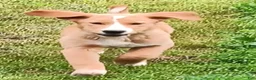 Mixed Breed dogs for sale: Daffy - Ad 2