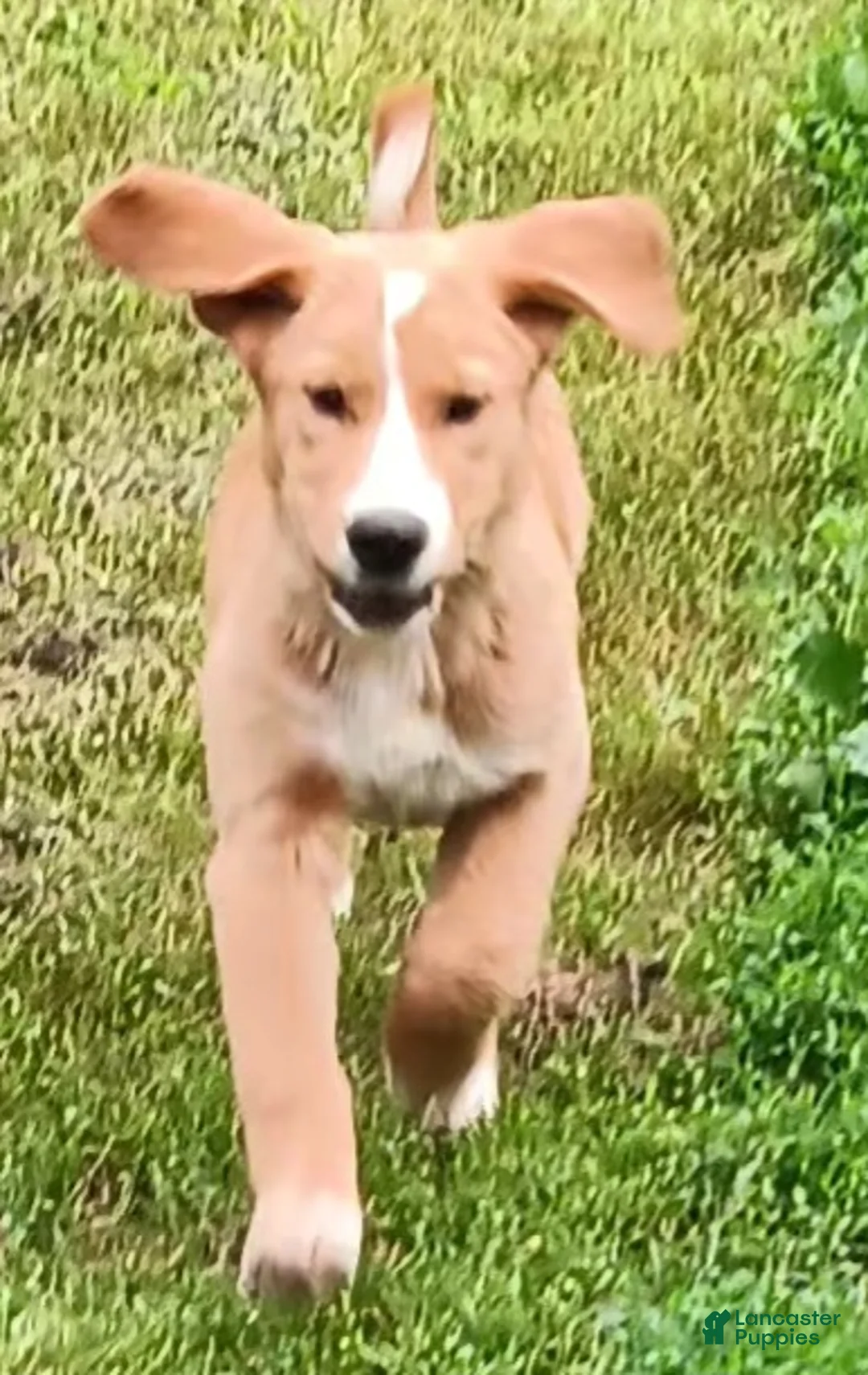 Mixed Breed dogs for sale: Daffy - Ad 2