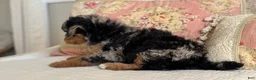 Miniature Poodle dogs for sale: Gwennie - Ad 11