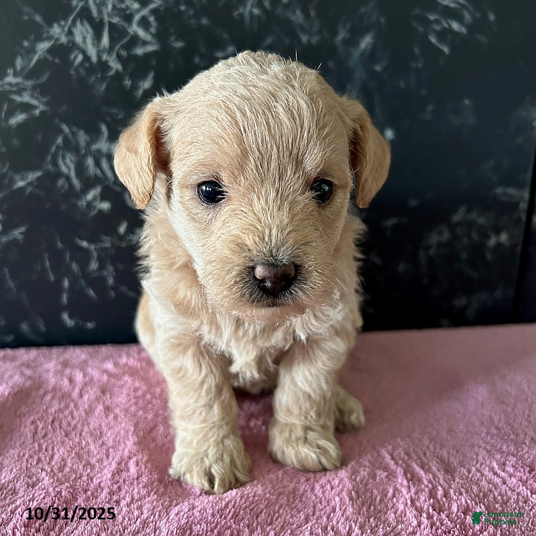 Mixed Breed dogs for sale: Bella   - Ad 1