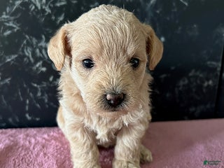 Mixed Breed dogs Bella - Ad 5