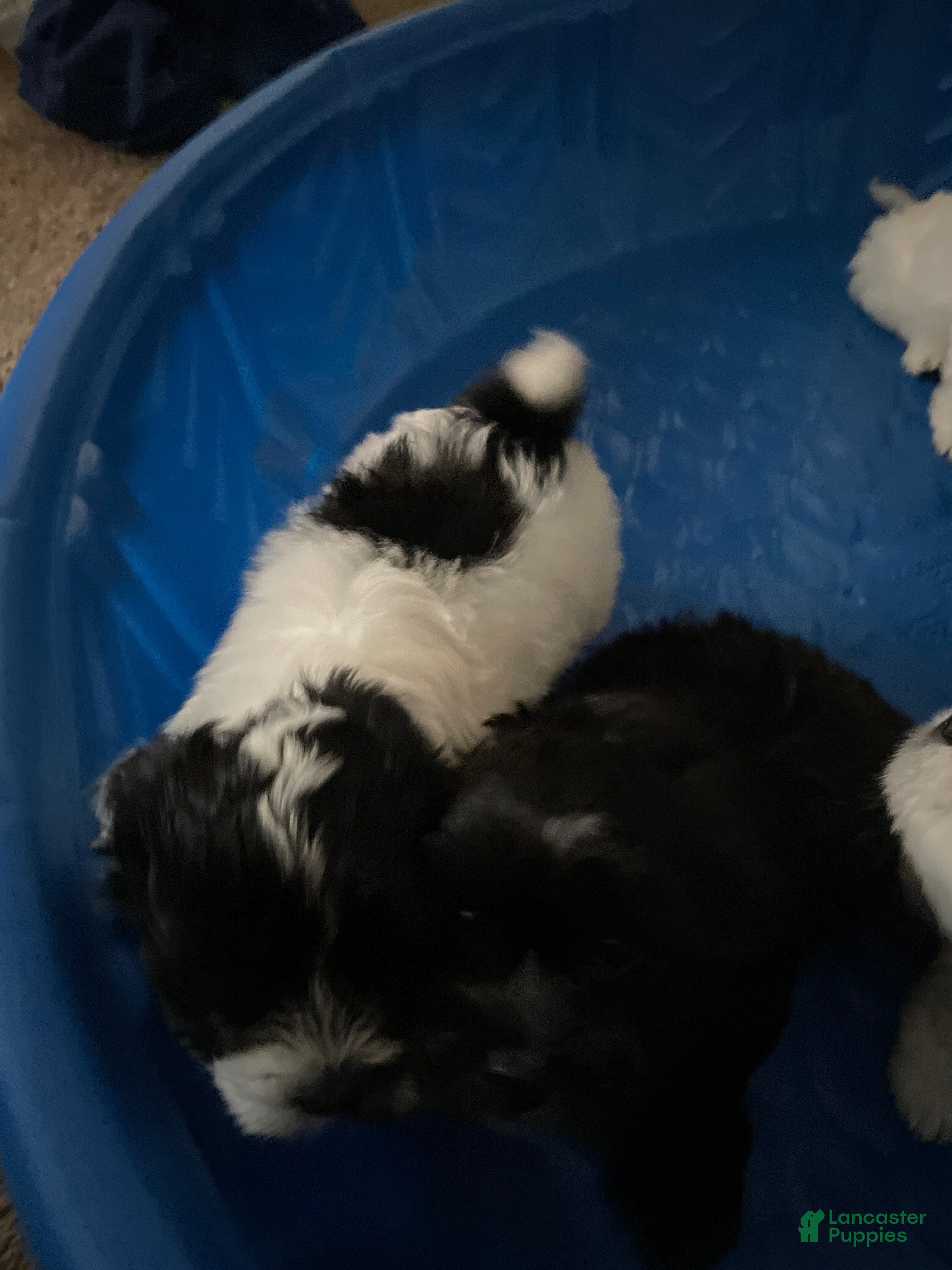 Morkie dogs Morkie Puppy 2 - Ad 3