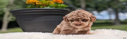 Miniature Poodle dogs for sale: Ruby - Ad 12
