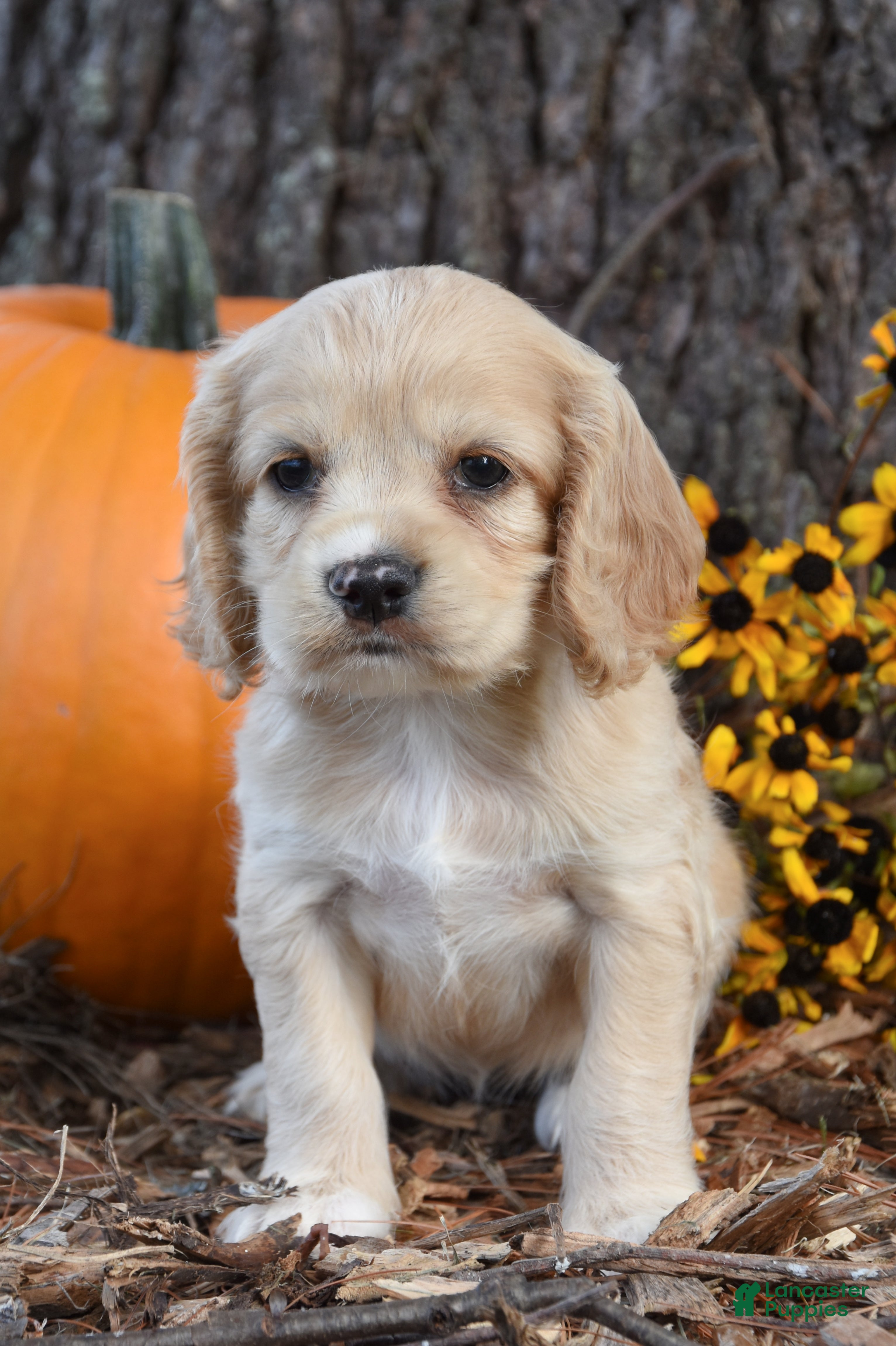 Cocker Spaniel dogs Mindy - Ad 1