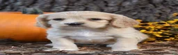 Cocker Spaniel dogs for sale: Mindy - Ad 1