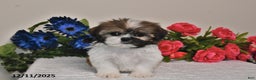 Shih Tzu dogs for sale: Connor - Ad 3