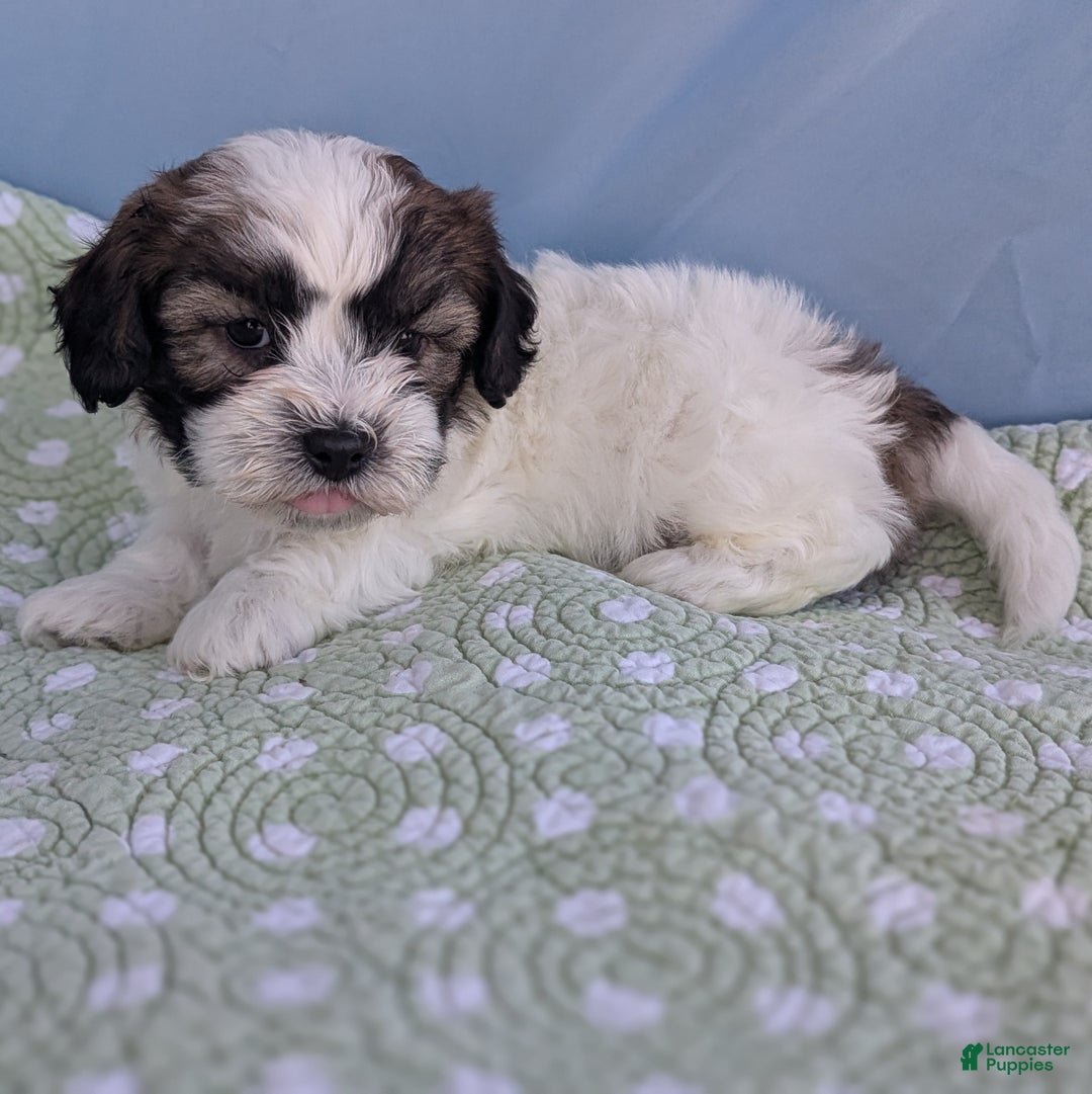 Teddy Bear dogs for sale: Marshmallow - Ad 2