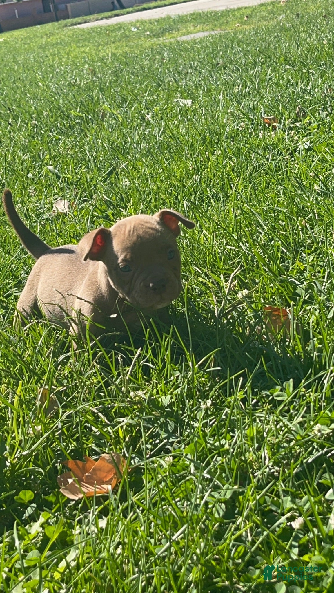 American Bully dogs American Bully 1 - Ad 21