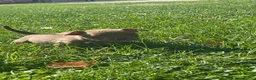American Bully dogs for sale: American Bully 1 - Ad 1