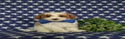 Miniature Poodle dogs for sale: Lional - Ad 1