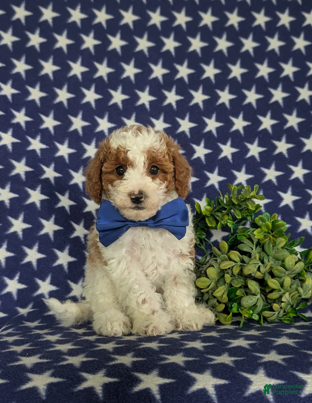 Miniature Poodle dogs for sale: Lional - Ad 1