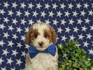 Miniature Poodle dogs for sale: Lional - Ad 2