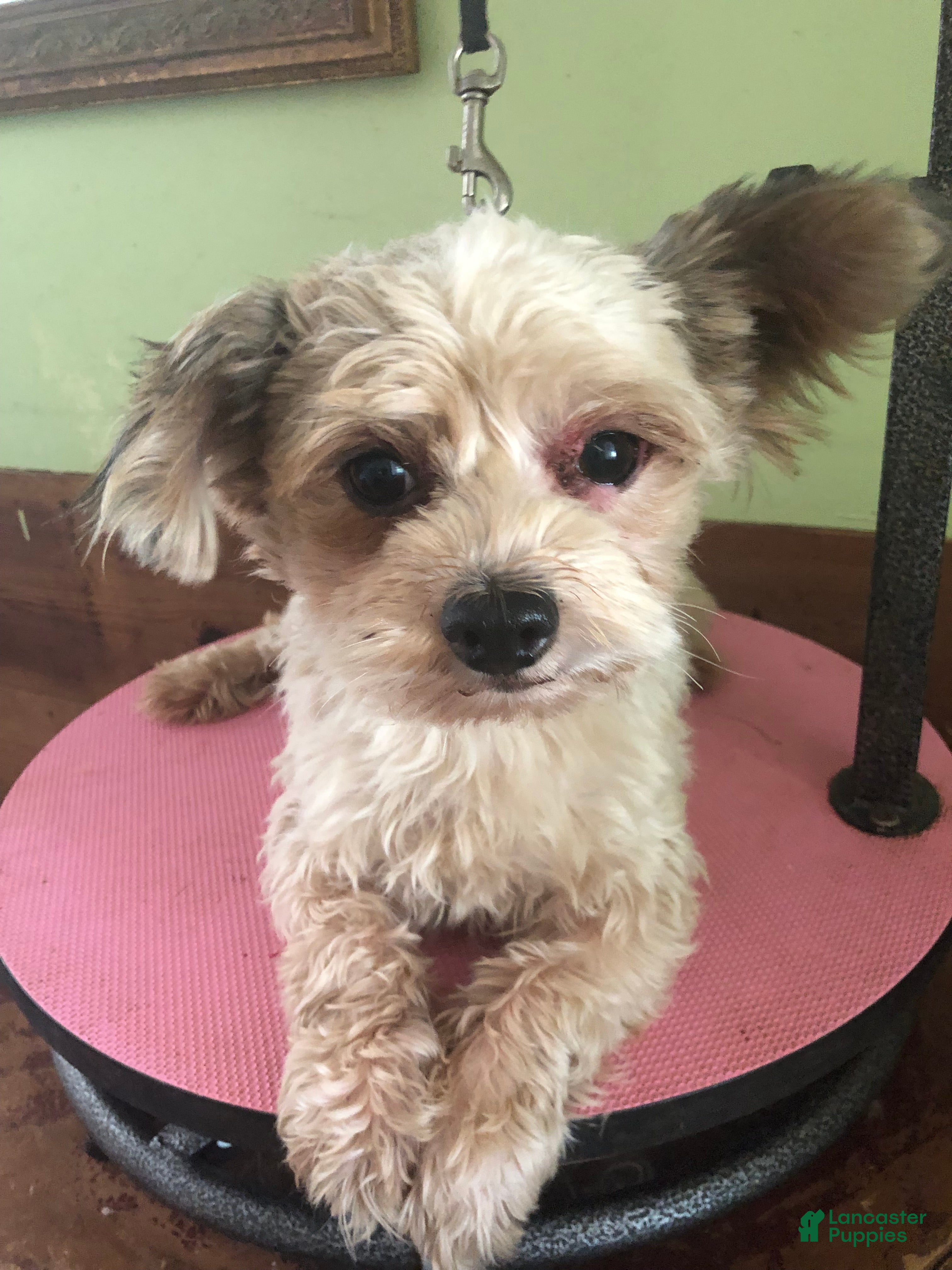 Yorkshire Terrier dogs Thor intact - Ad 12