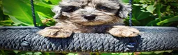 Havapoo dogs for sale: Indy - Ad 4