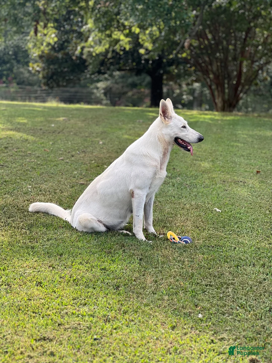 German Shepherd dogs for sale: Bella - Ad 4