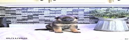 German Shepherd dogs for sale: Axel - Ad 3