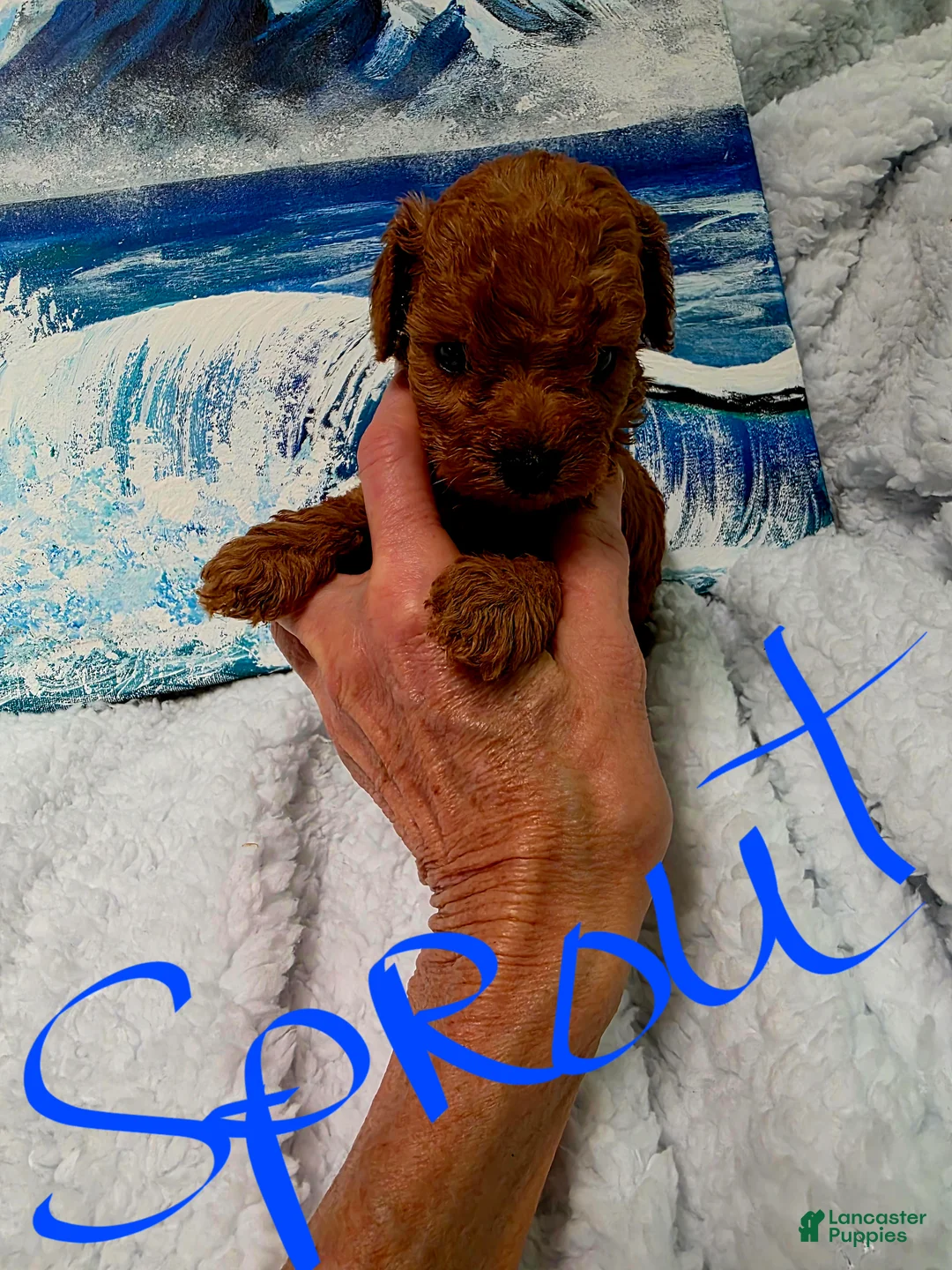 Toy Poodle dogs for sale: Toy Poodle 1 - Ad 1