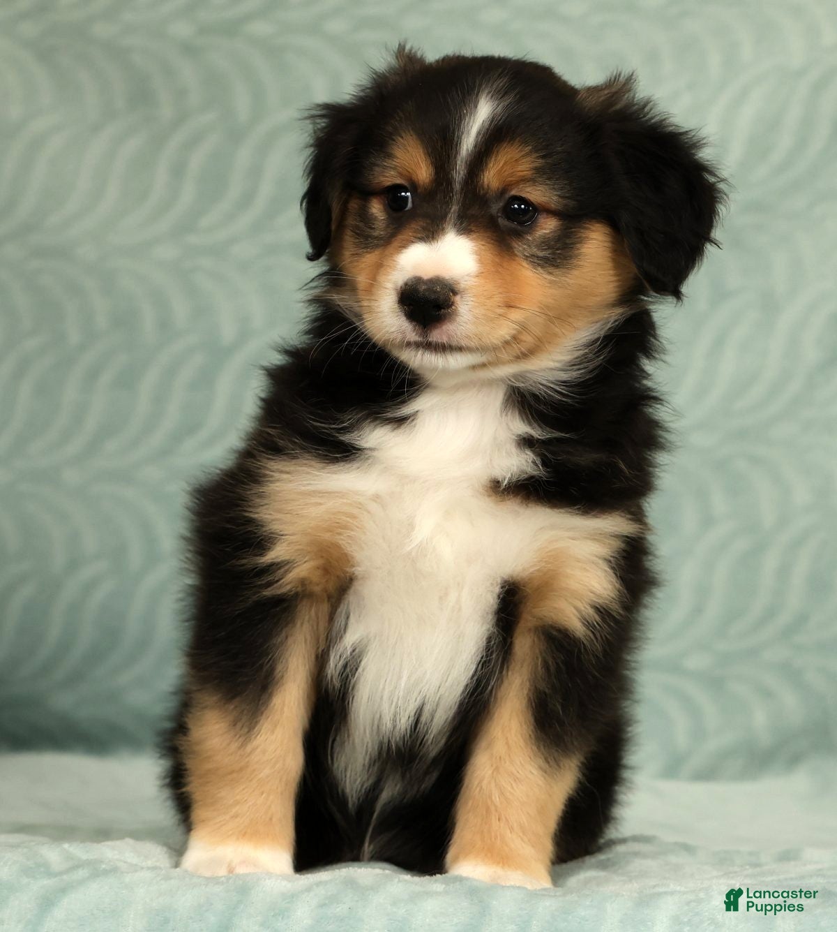 Australian Shepherd dogs for sale: Lady - Ad 3