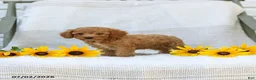 Cavapoo dogs for sale: Kraig - Ad 4