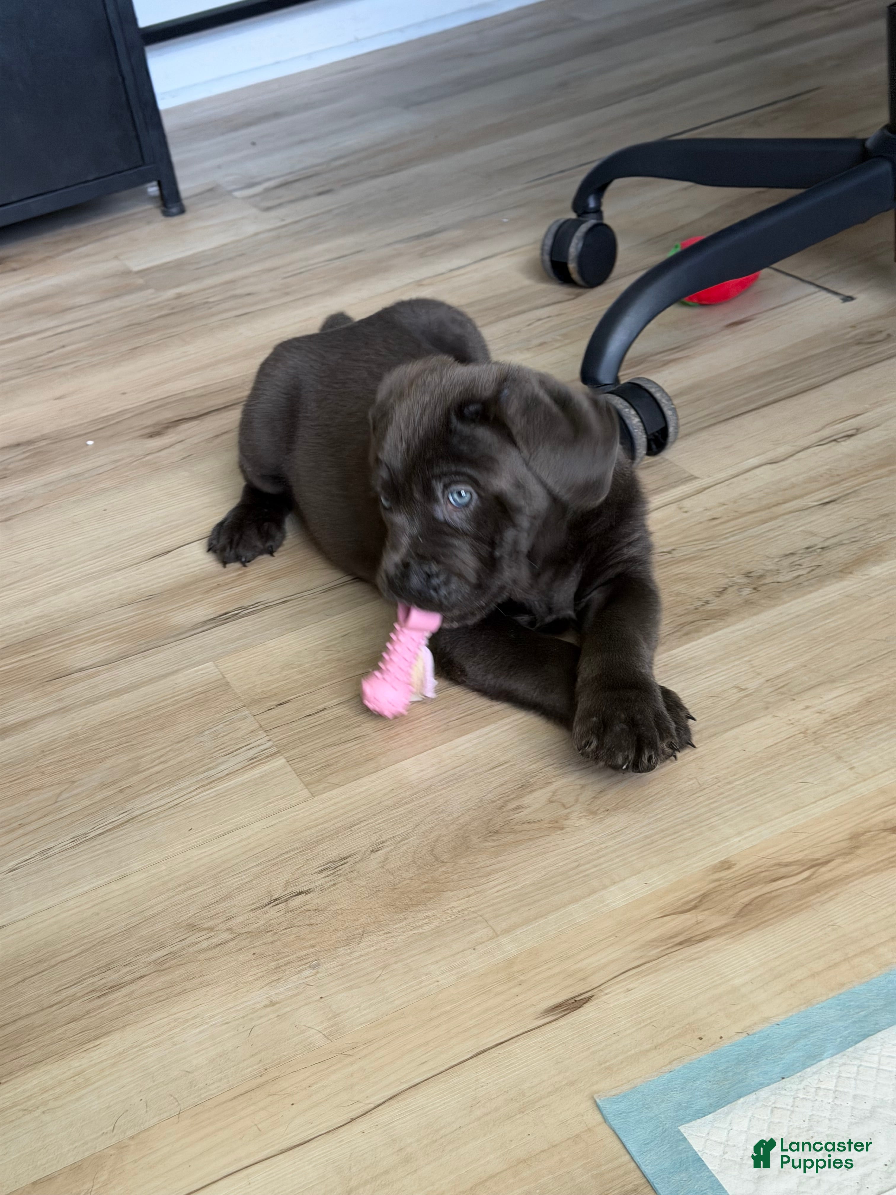 Cane Corso dogs Thanos II - Ad 11