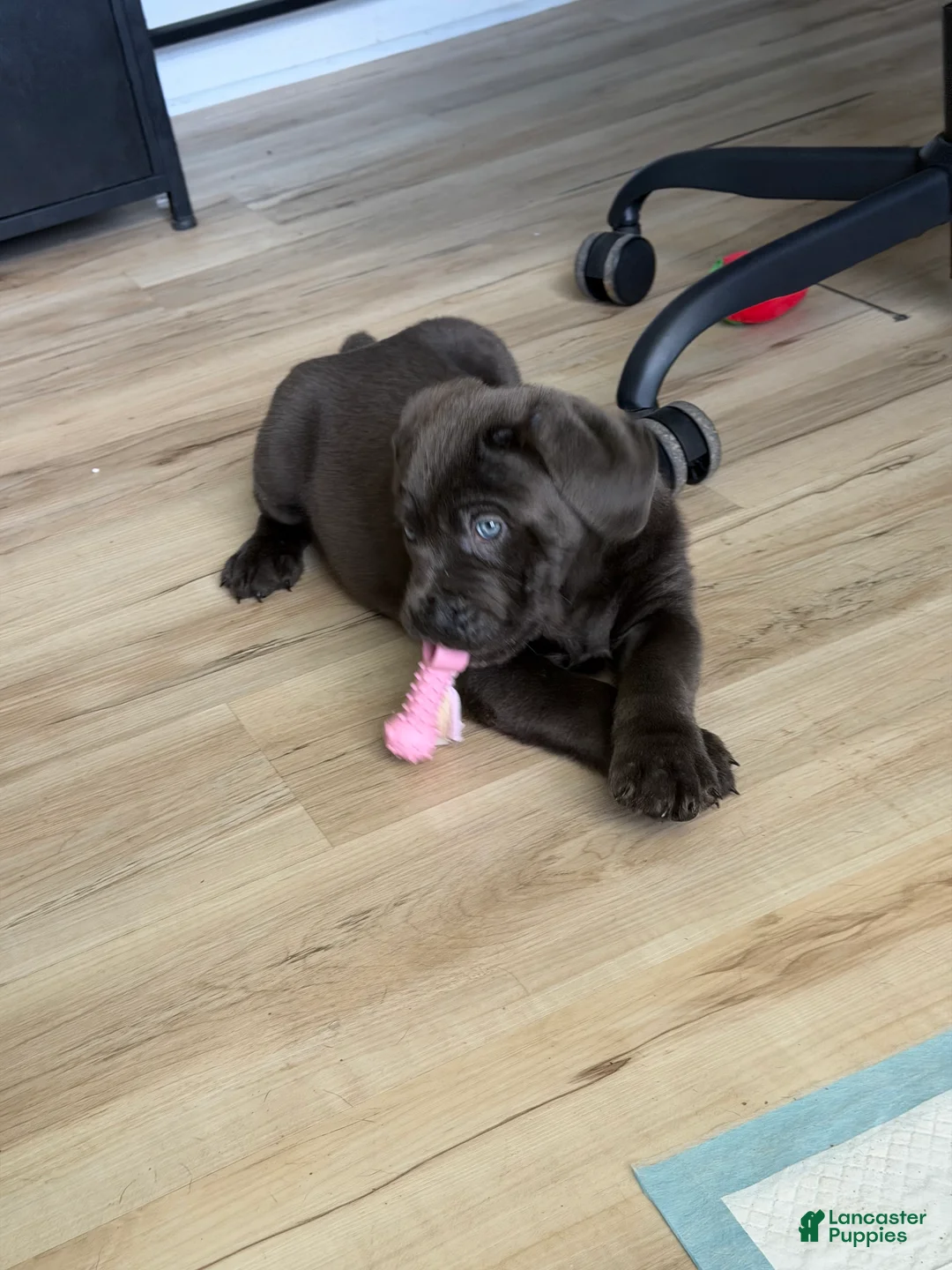 Cane Corso dogs for sale: Thanos II - Ad 1