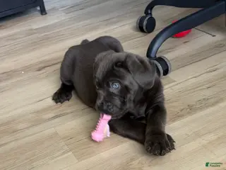 Cane Corso dogs Thanos II - Ad 7
