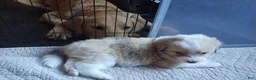 Mixed Breed dogs for sale: Charlie - Ad 2