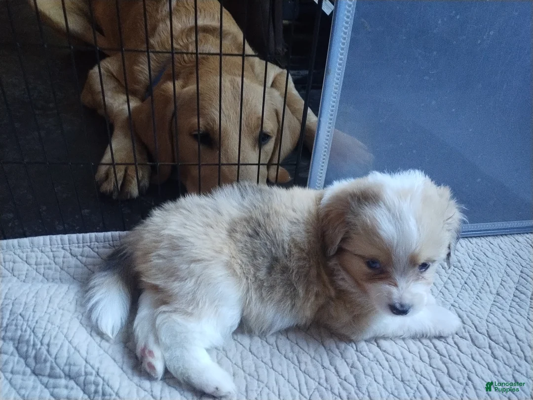 Mixed Breed dogs for sale: Charlie - Ad 2