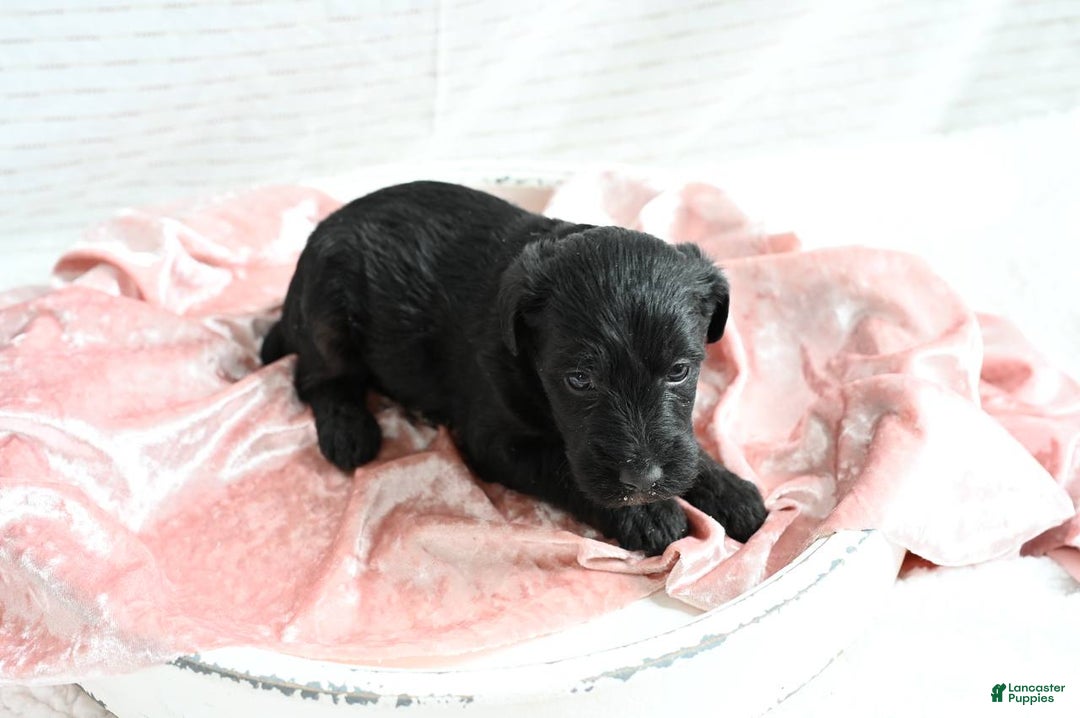 Mixed Breed dogs for sale: Fern - Ad 2