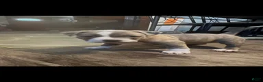 American Bully 3