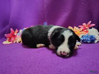 Border Collie dogs for sale: Macy - Ad 4