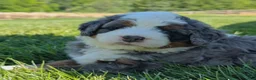 Bernedoodle dogs for sale: Spartan - Ad 3