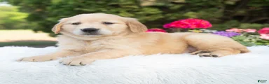 Bonnie 