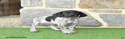 German Shorthaired Pointer dogs for sale: Rosebud - Ad 2