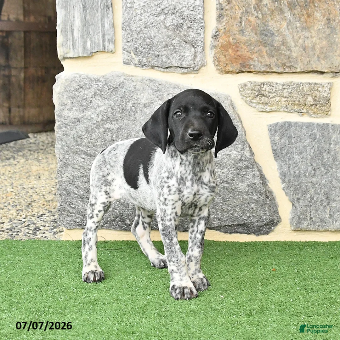 German Shorthaired Pointer dogs for sale: Rosebud - Ad 2