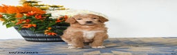 Standard Poodle dogs for sale: Tulip - Ad 5