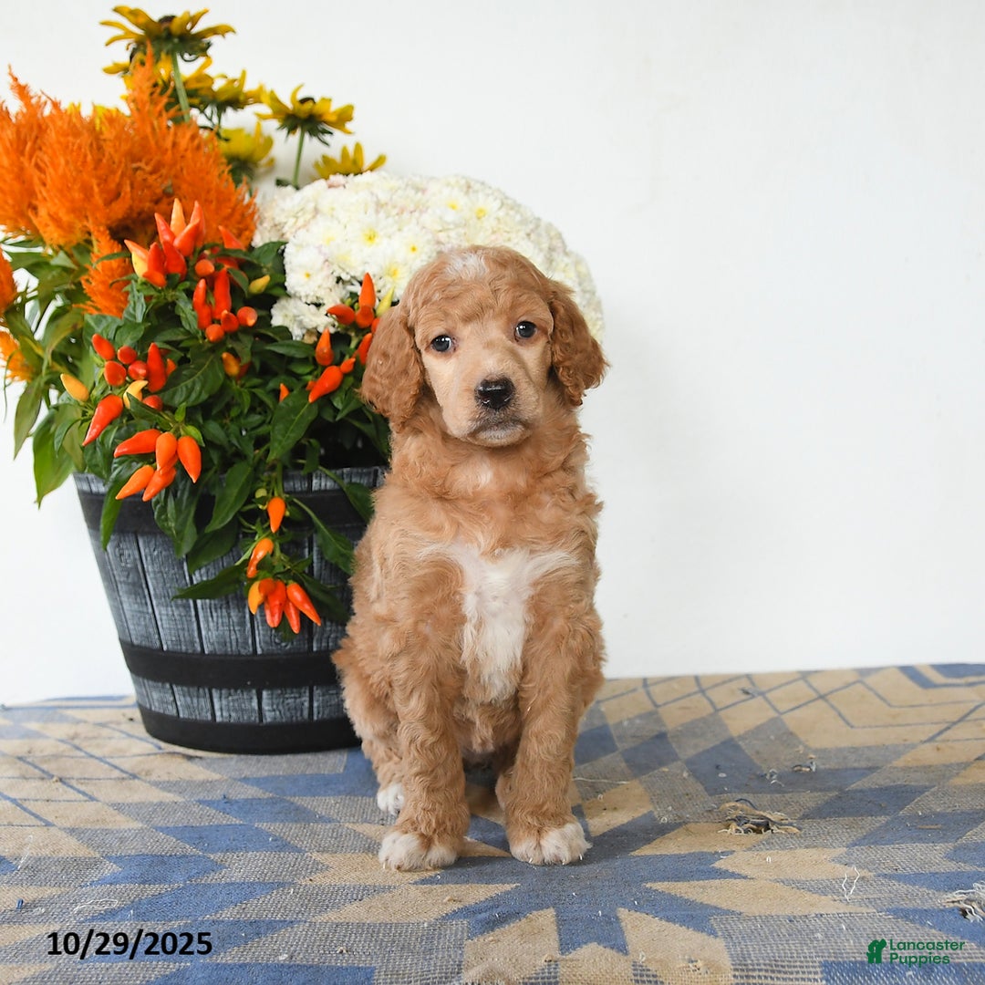 Standard Poodle dogs for sale: Tulip - Ad 5