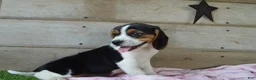Beagle dogs for sale: Queen - Ad 3