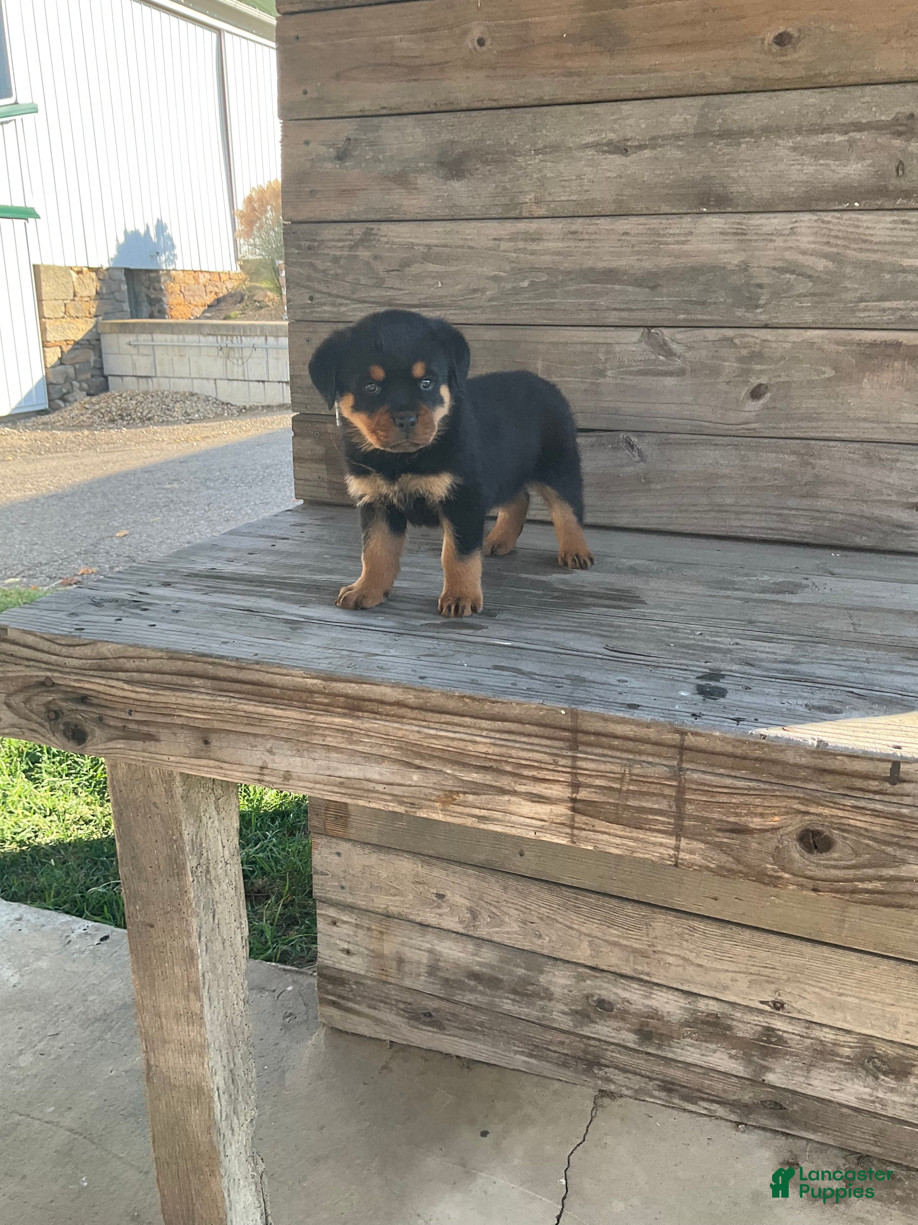 Rottweiler dogs Daisy  - Ad 3